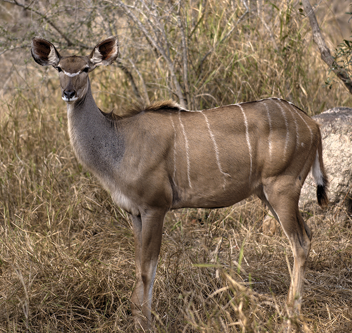 Female kudu